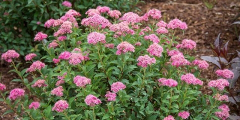 Spirea bumalda: fotografija i karakteristike